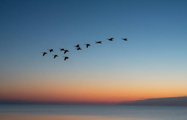 Ducks migrating